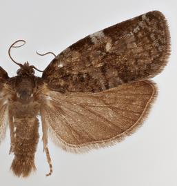   C .  fumiferana. ©  Loren Jones. Image used with permission.
